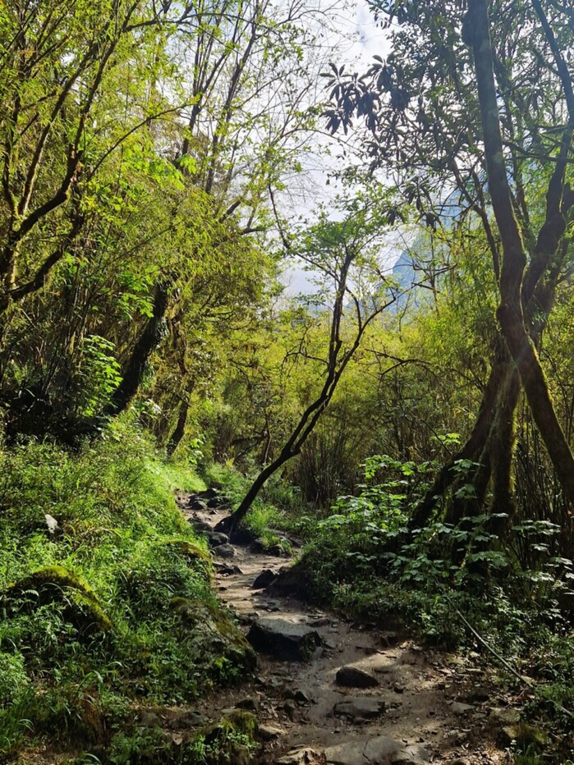 Bosco incantato lungo il percorso per il Campo Base dell'Annapurna in Nepal