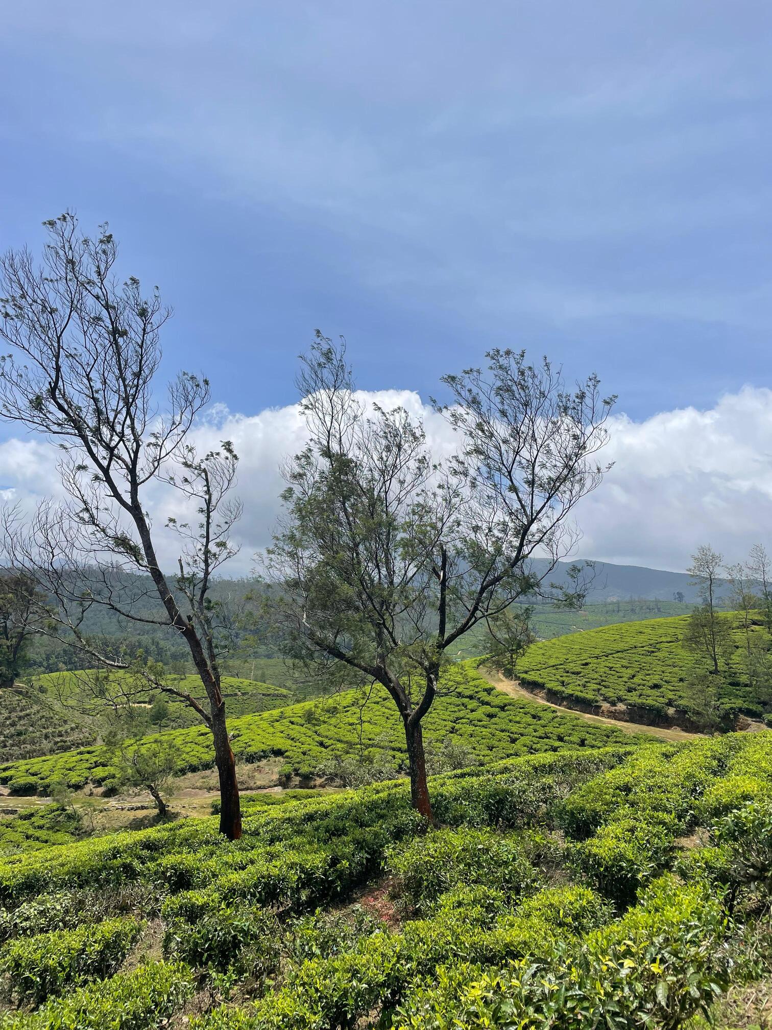 Piantagioni di tè di Nuwara Eliya in Sri Lanka a ottobre